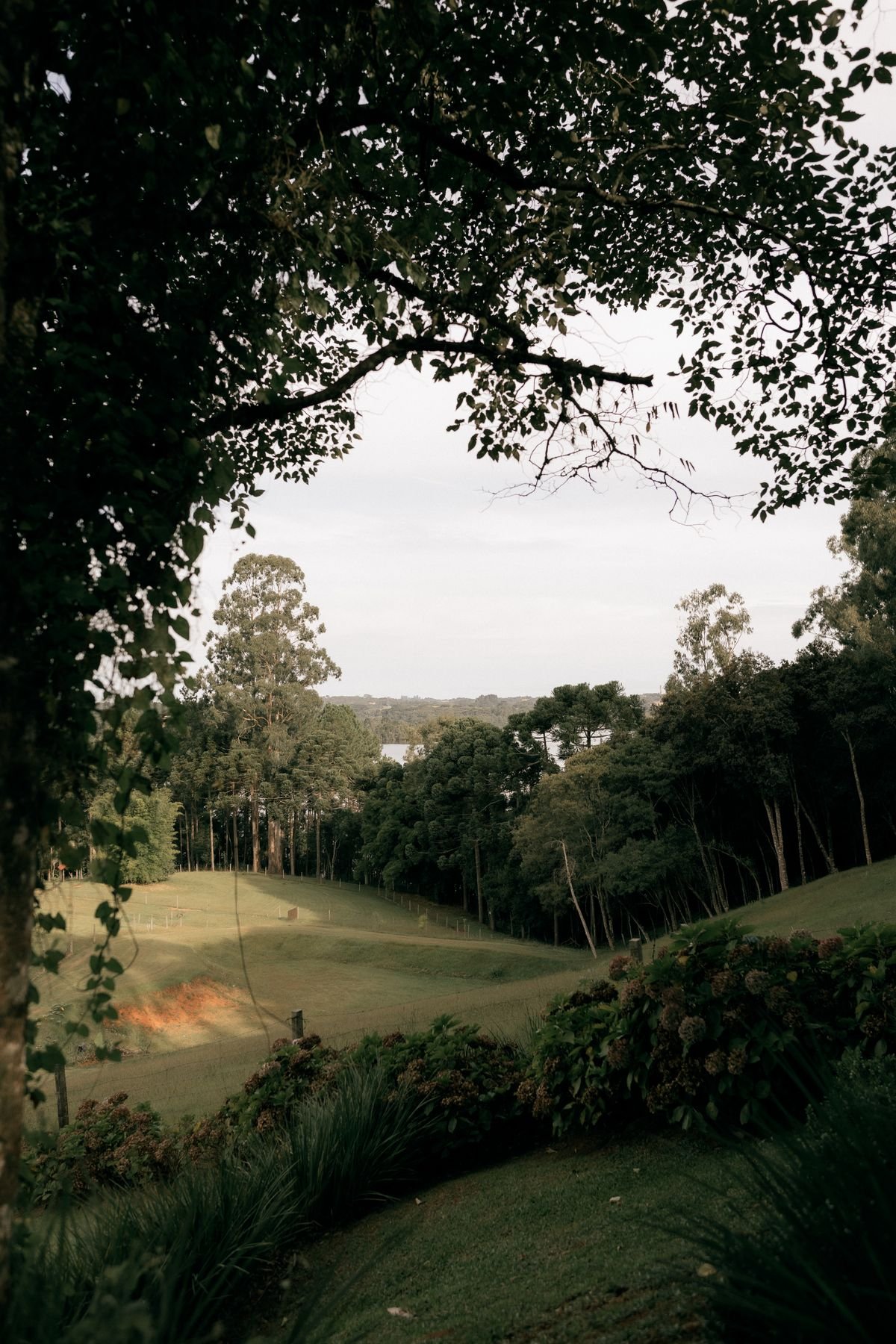 Green golf course landscape framed by tall trees on a clear day