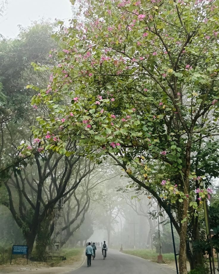Mist over the tea gardens