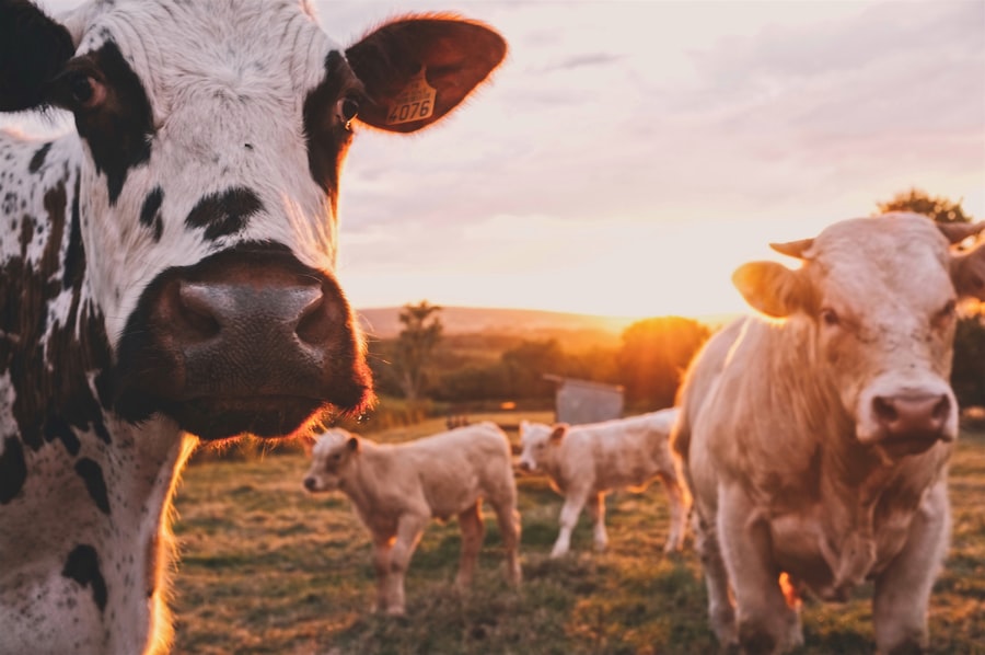 DairyLok connecting dairy industry