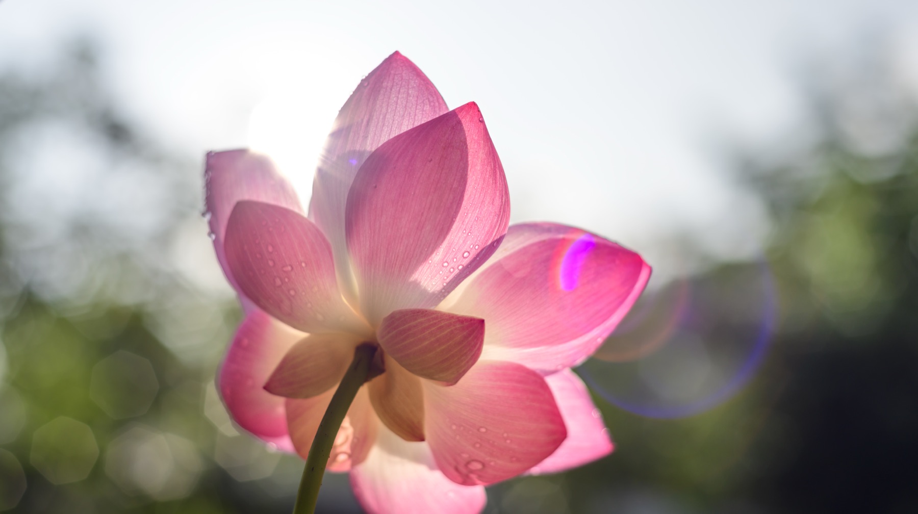 A pink lotus opening in soft sunlight